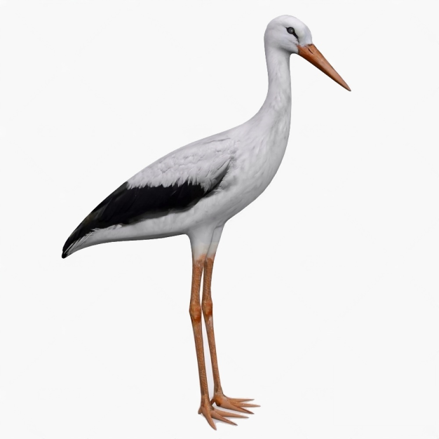  鹳鸟3D模型